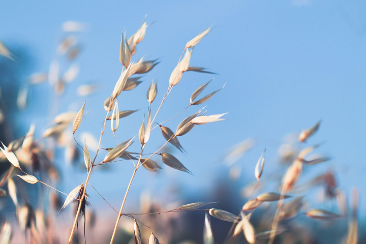 oats grain field closeup